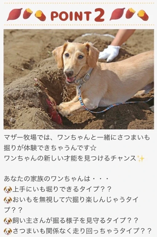 애완견과 고구마 캐기를 할 수 있다는 일본 농장 후기_1.webp