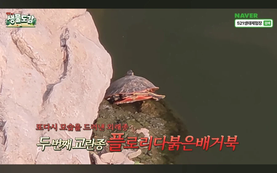 민물거복이는 생태계 교란종 있라서 신고없이 포획가능_1.webp