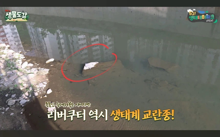 민물거복이는 생태계 교란종 있라서 신고없이 포획가능_2.webp