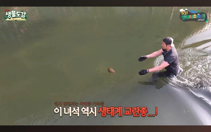 민물거복이는 생태계 교란종 있라서 신고없이 포획가능_4.webp