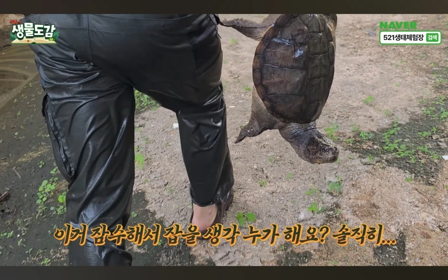 민물거복이는 생태계 교란종 있라서 신고없이 포획가능_6.webp
