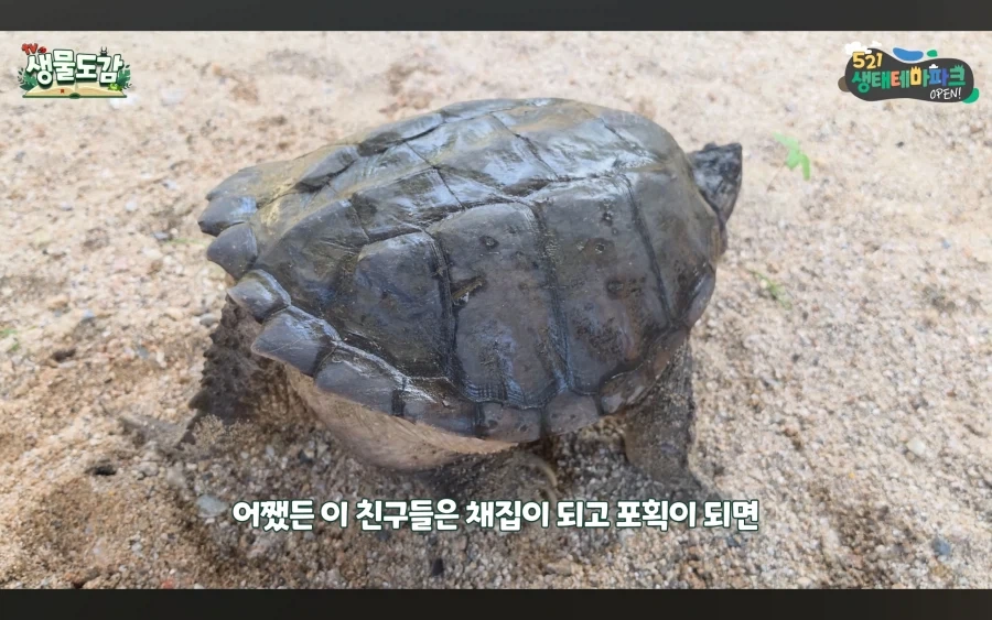 민물거복이는 생태계 교란종 있라서 신고없이 포획가능_7.webp