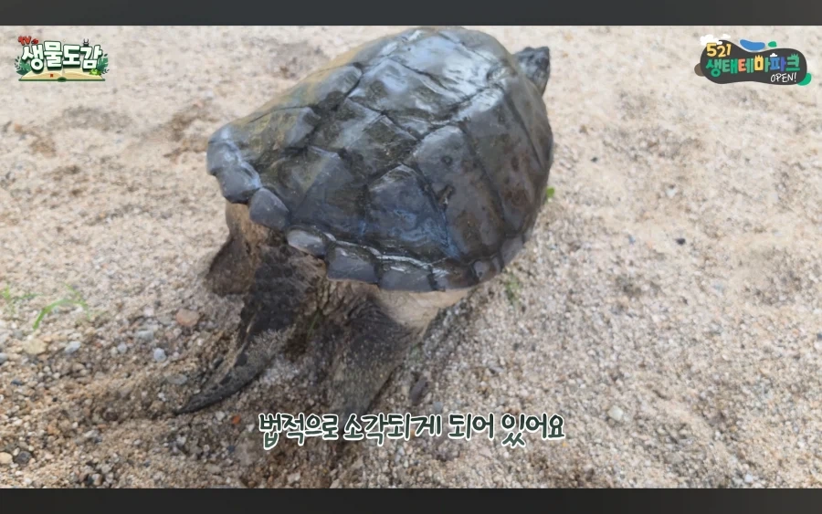 민물거복이는 생태계 교란종 있라서 신고없이 포획가능_8.webp