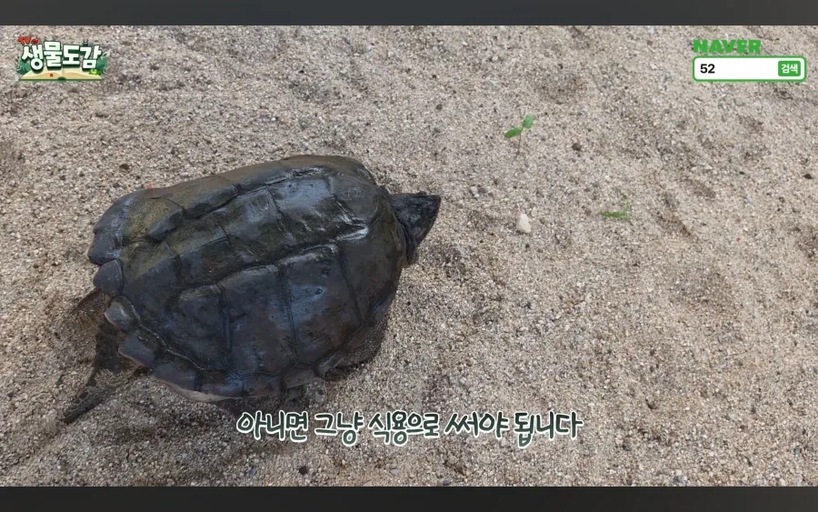 민물거복이는 생태계 교란종 있라서 신고없이 포획가능_9.webp