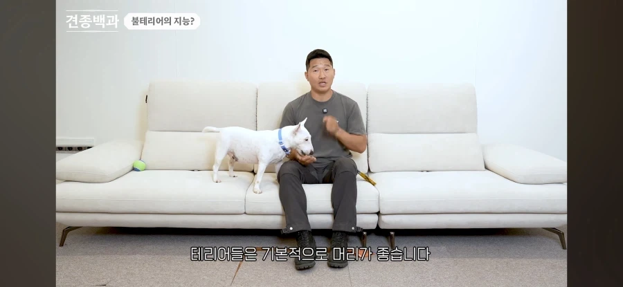 불테리어의 비밀을 폭로하는 개통령_1.webp
