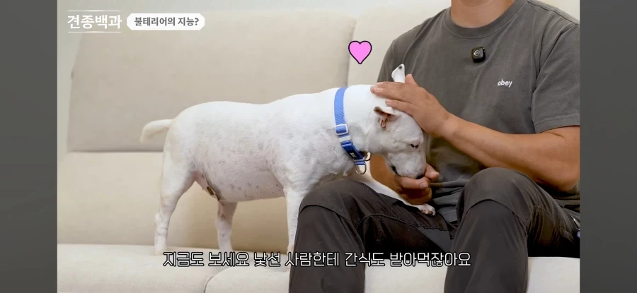 불테리어의 비밀을 폭로하는 개통령_2.webp