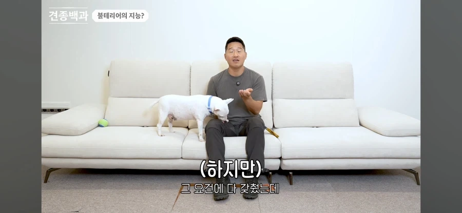 불테리어의 비밀을 폭로하는 개통령_3.webp