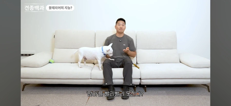 불테리어의 비밀을 폭로하는 개통령_4.webp