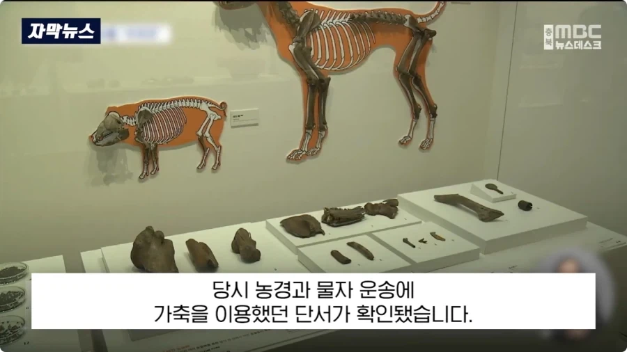충주에서 1600년전 백제 유물 발견.jpg_15.webp