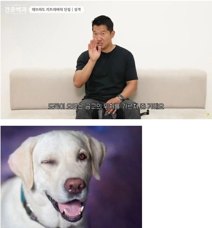 강형욱이 말하는 래브라도 리트리버 단점_1.webp