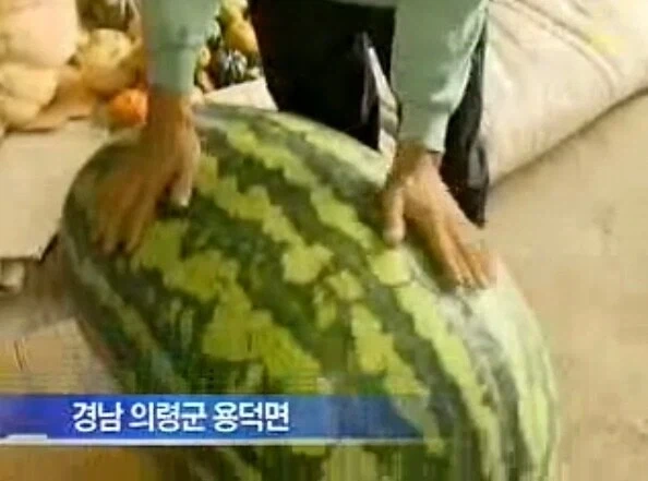 한국인들은 수박하나 들고다니면 귀빈 취급 해준다니깐?_1.webp