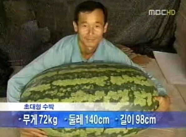 한국인들은 수박하나 들고다니면 귀빈 취급 해준다니깐?_2.webp
