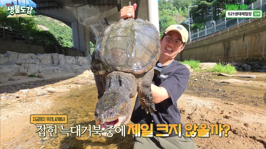 서울에서 포획된 공룡.jpg_1.webp