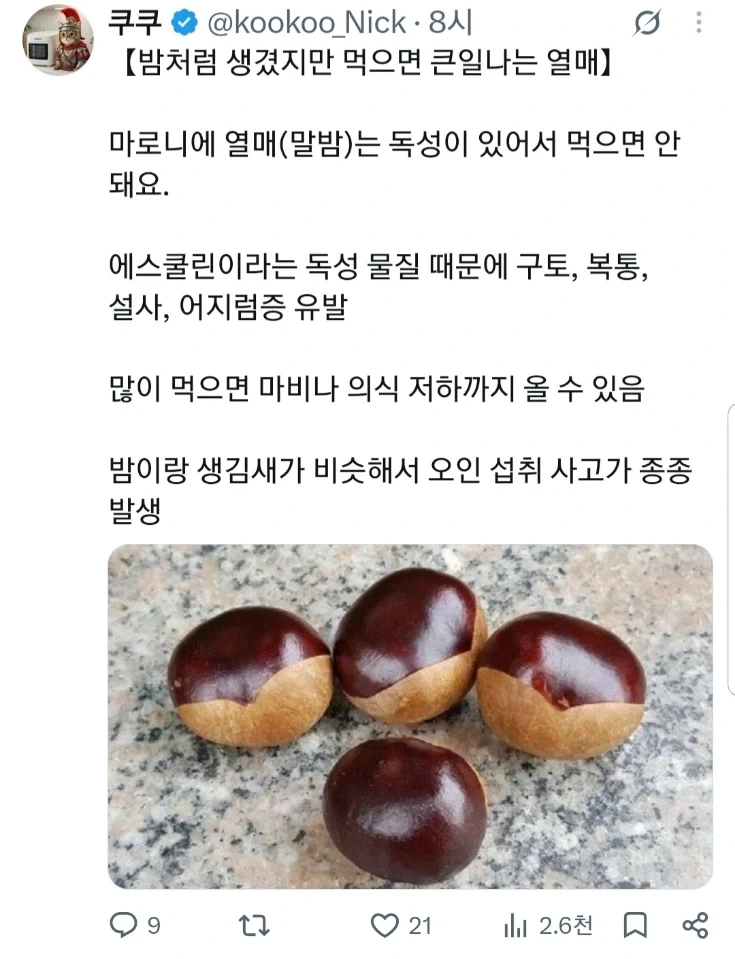 밤 처럼 생겼지만 먹으면 큰일나는 열매.jpg_1.webp