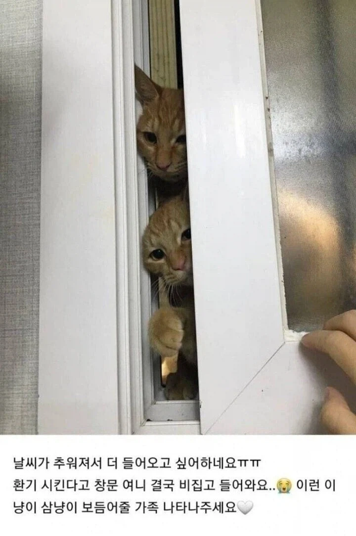 캣맘 레전드 짤들_1.webp