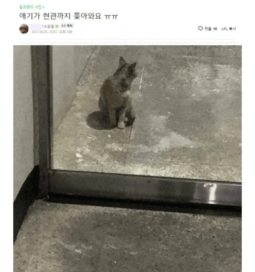 캣맘 레전드 짤들_2.webp