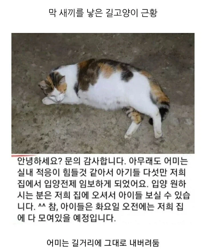 캣맘 레전드 짤들_3.webp