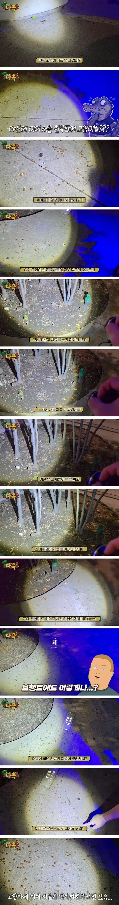 캣맘의 올바른 명칭 바퀴맘._1.webp