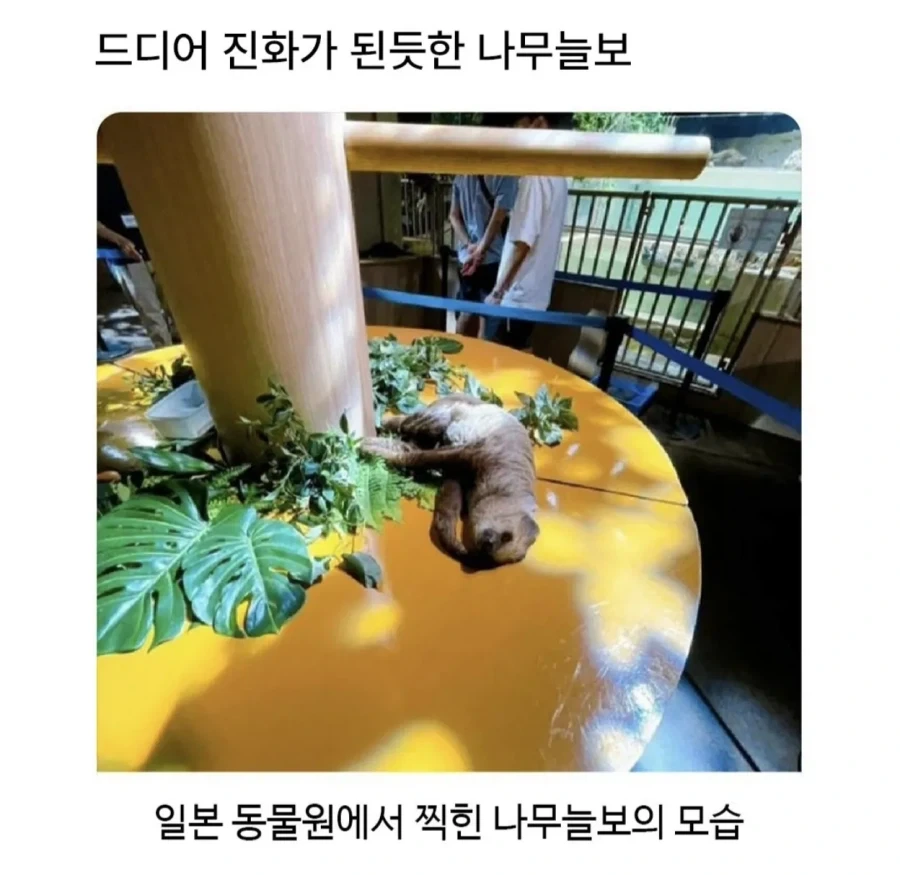 드디어 진화가된듯한 나무늘보.jpg_1.webp