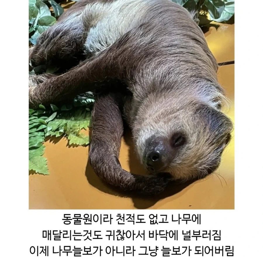 드디어 진화가된듯한 나무늘보.jpg_2.webp