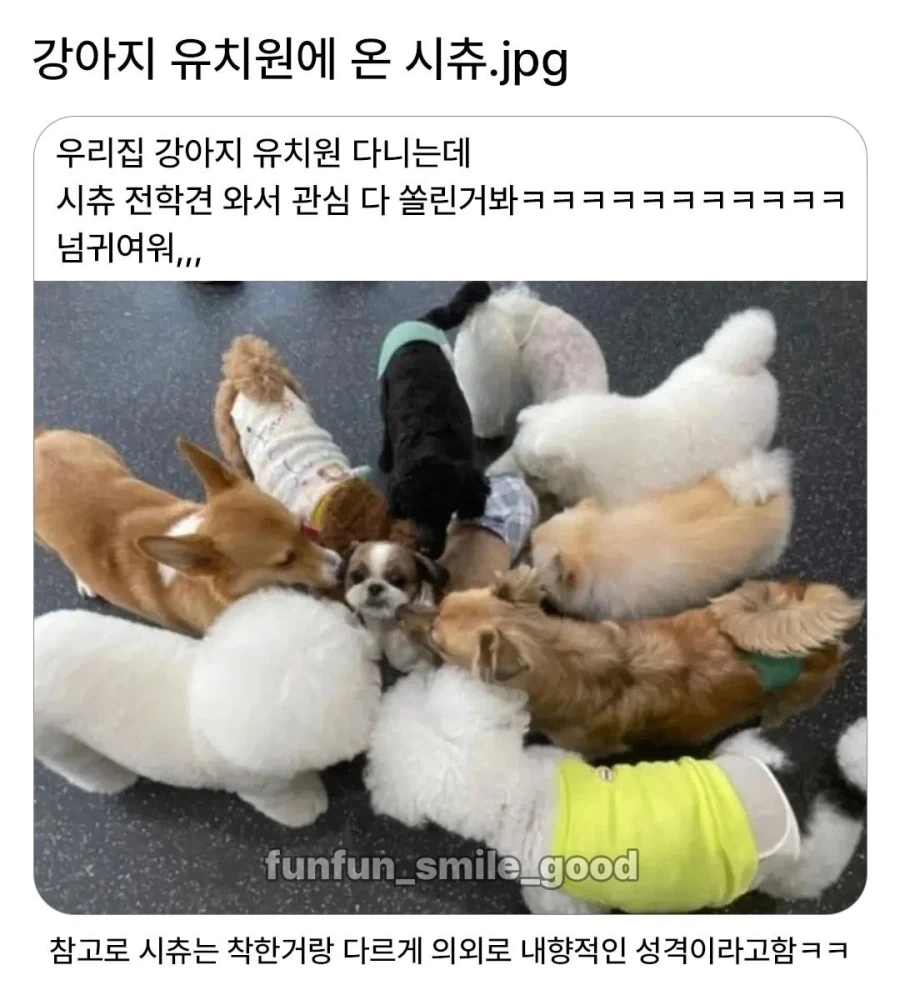 강아지 유치원에 온 신입이_1.webp