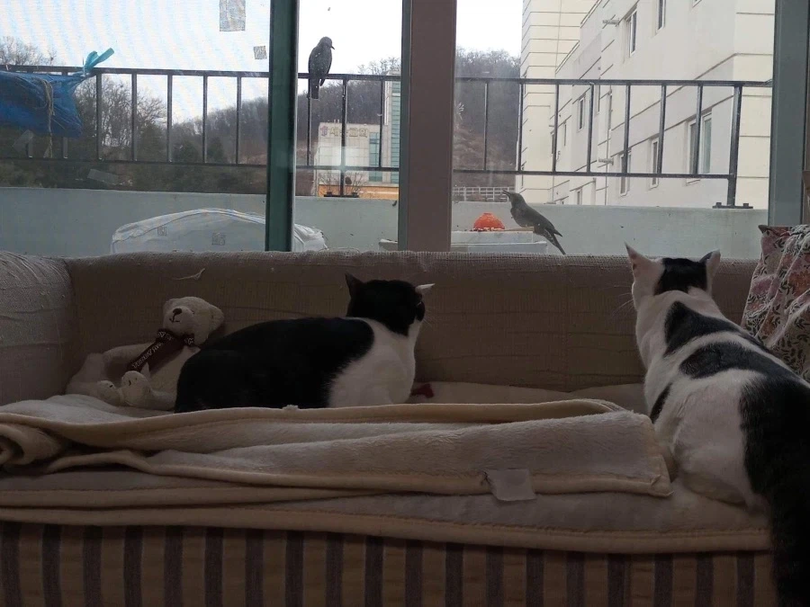 우리집 고양이 너무 불쌍함_2.webp