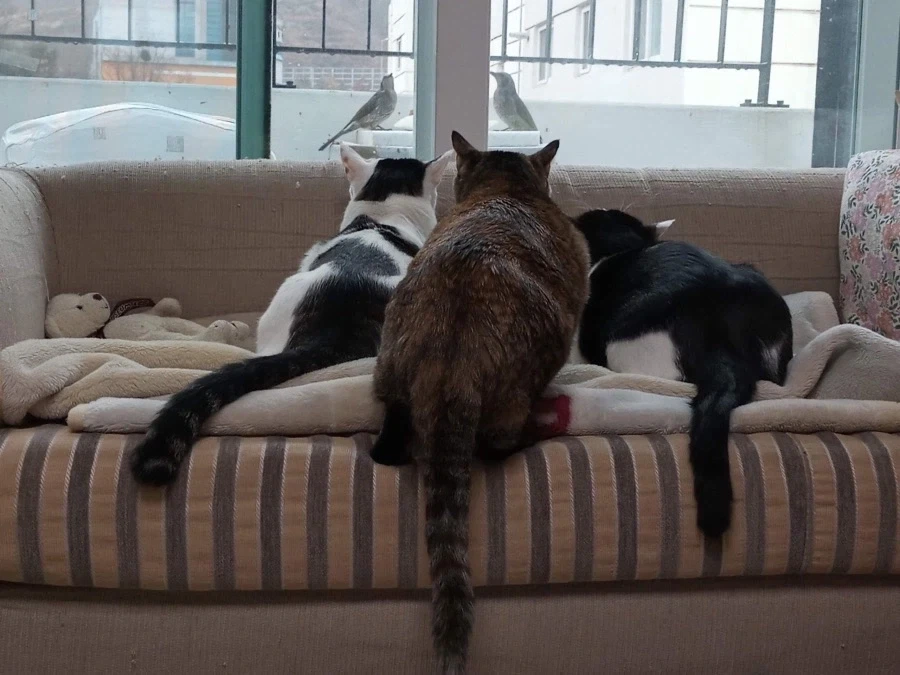 우리집 고양이 너무 불쌍함_3.webp
