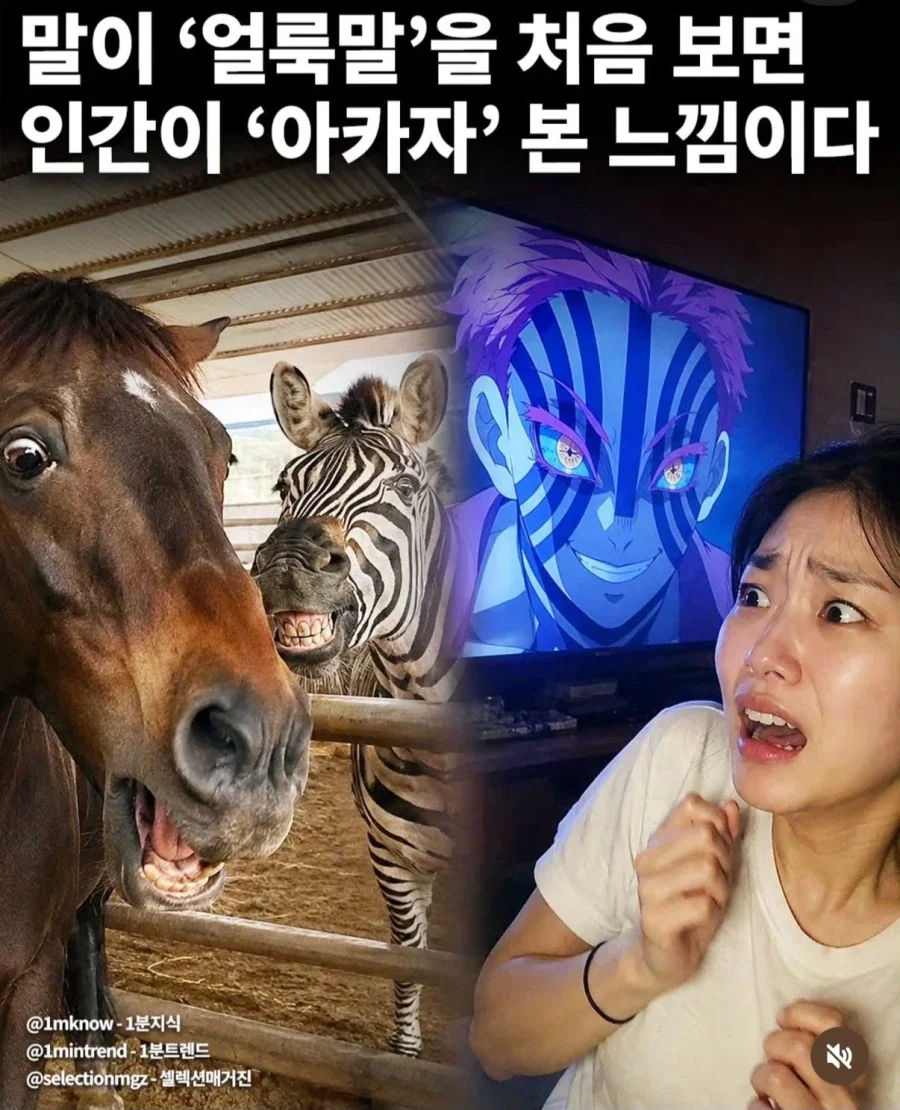 말이 얼룩말을 처음 볼 때 느낌.jpg_1.webp