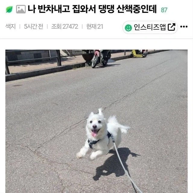 오후 반차내고 집에 와서 멍멍이와 산책 중_1.webp