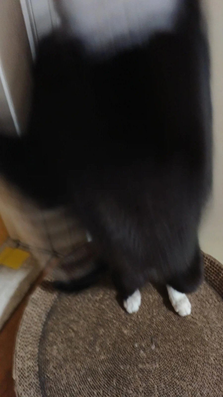 울집 냥이 냥빡침..._2.webp