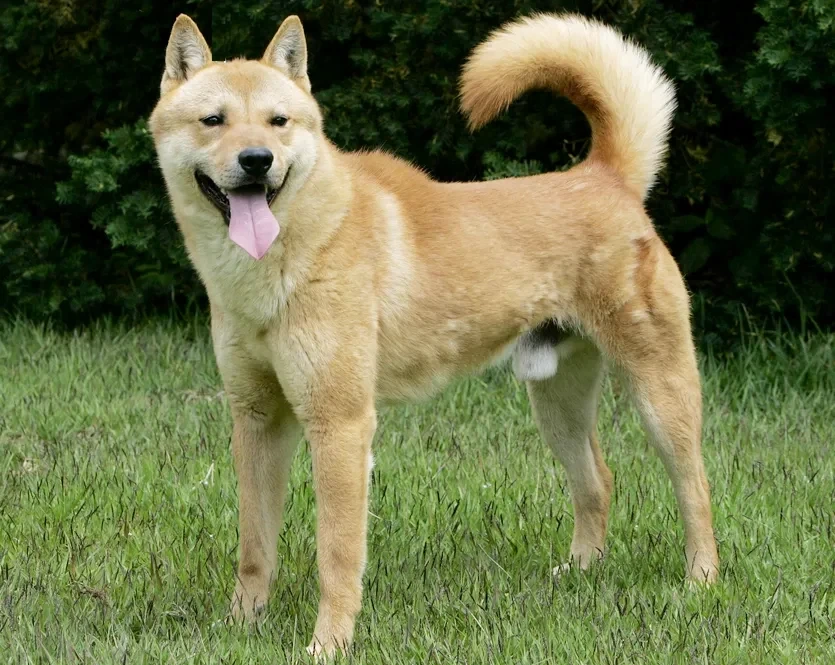 솔직히 고양이 외래종이라고 뭐라 할거면_5.webp