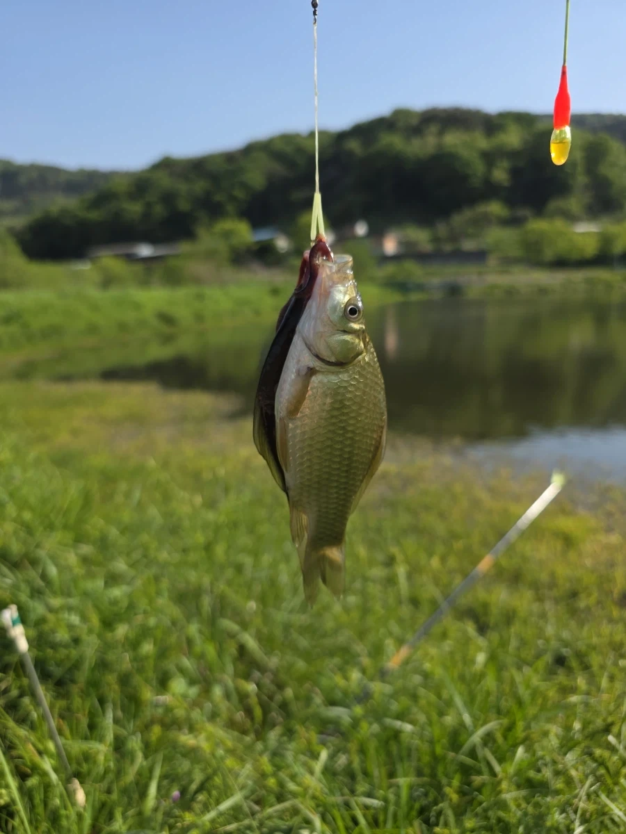 의외로 낚시하면서 보기 어려운 상황...._5.webp
