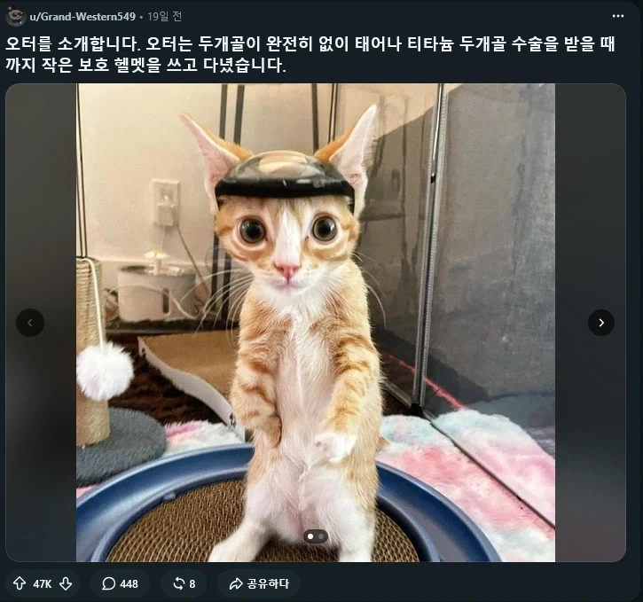 미래에 티타늄 두개골을 가지게되는 무개골 고양이_1.webp
