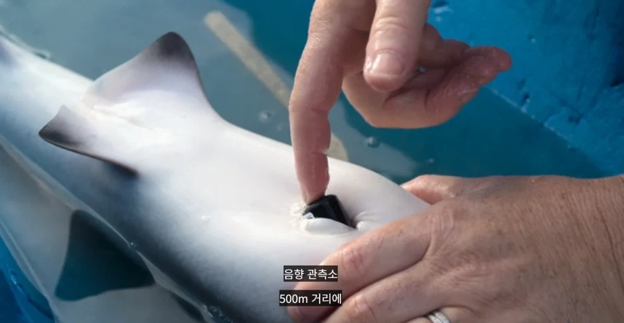 상어 연구를 위해 음향표지표를 부착하는 방법_1.webp