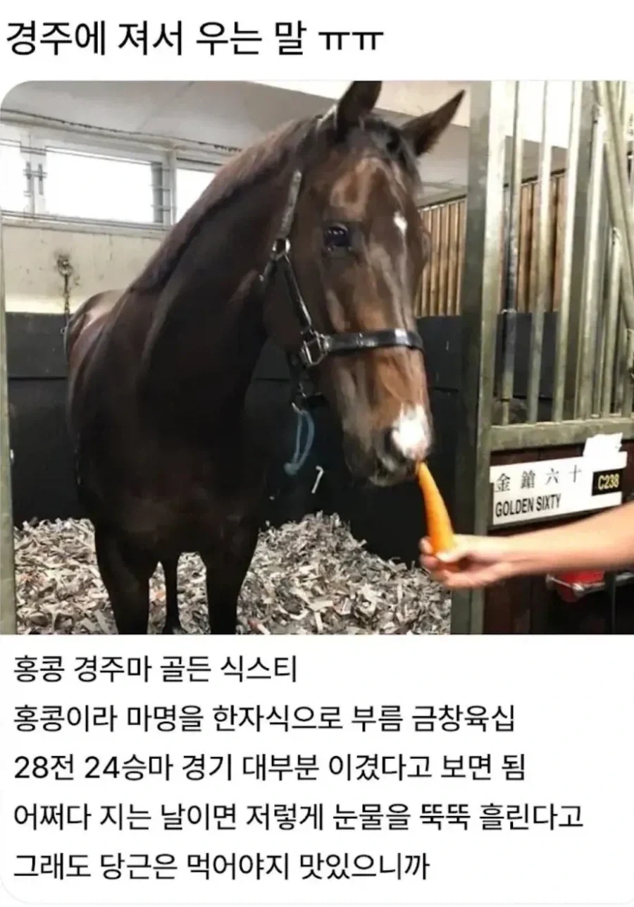 경주에서 져서 우는 말 ㅜㅜ.jpg_1.webp