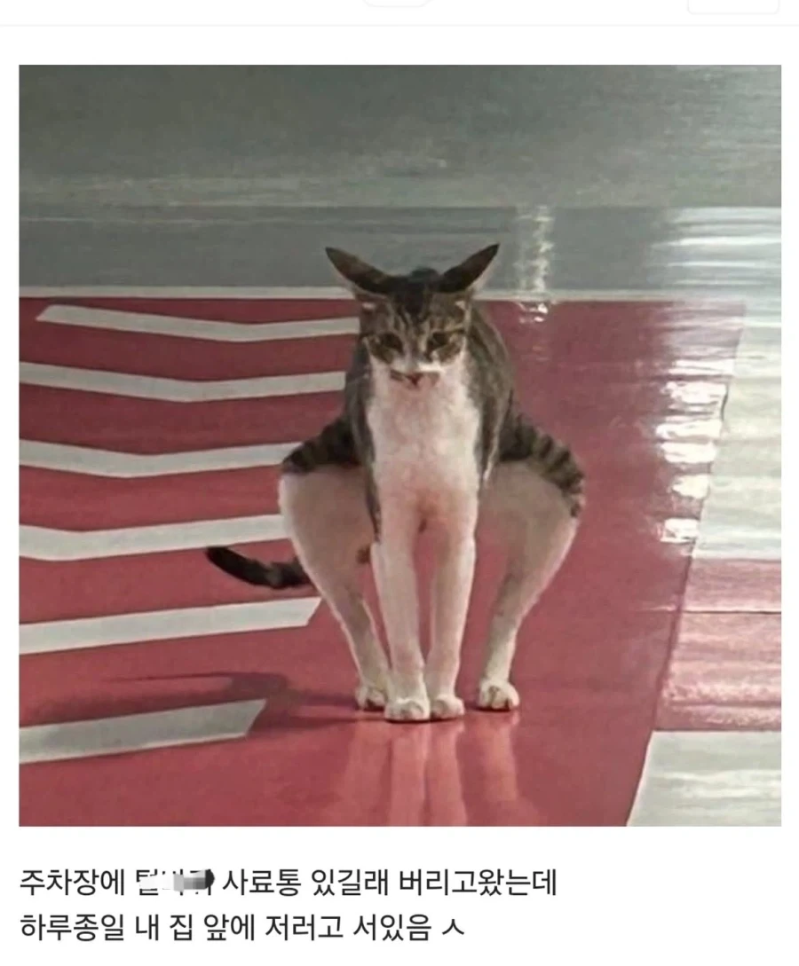 고양이 사료통 치워버린 디시인.jpg_2.webp