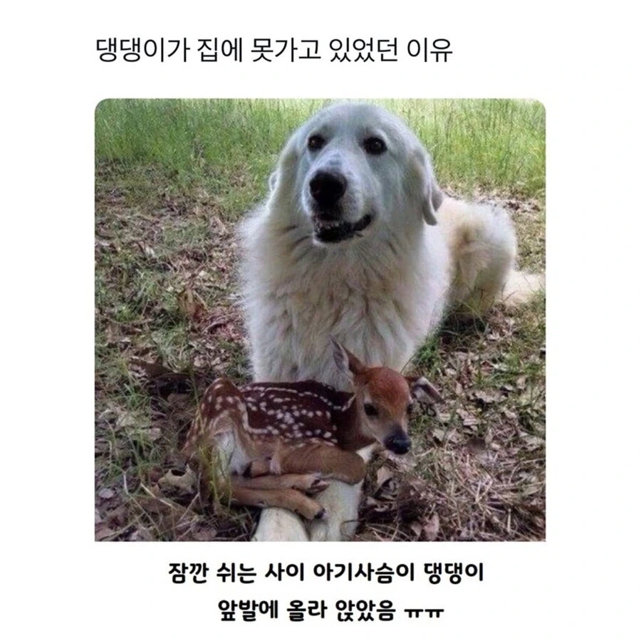 멍뭉이가 집에 못가고 있었던 이유.jpg_1.webp