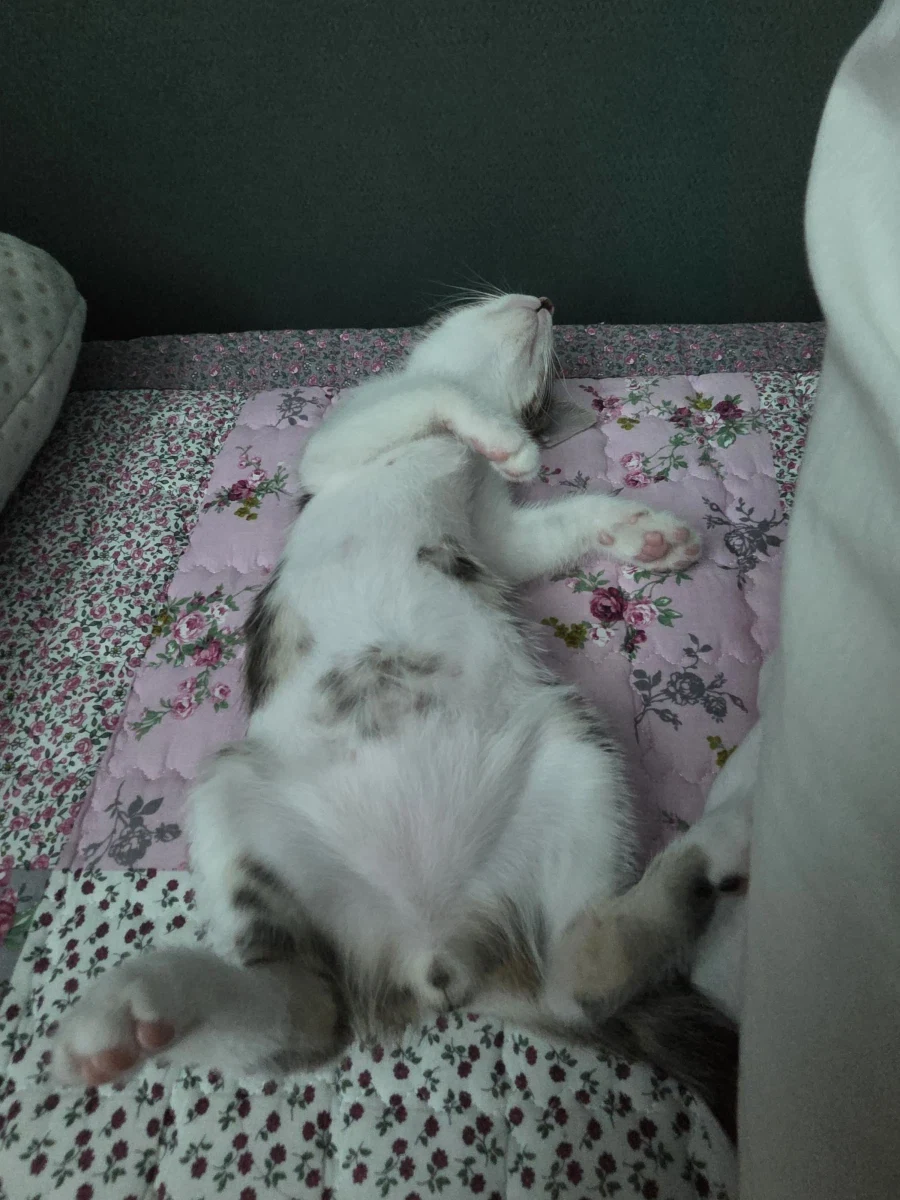 애가 너무 얌전해졌어_8.webp