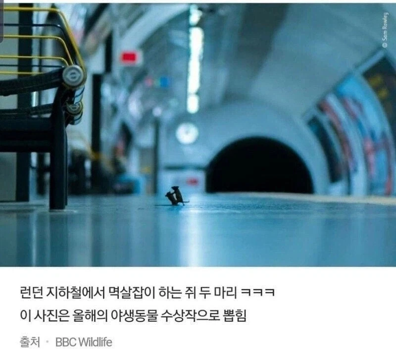 친구 : 너가 런던에 오면 잘 될 거라고 했잖아!_1.webp