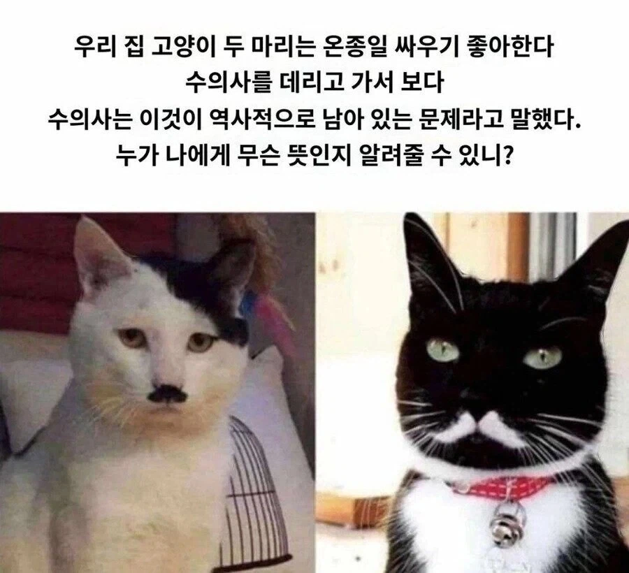 수의사 : 이건 역사적으로 남아 있는 문제_1.webp