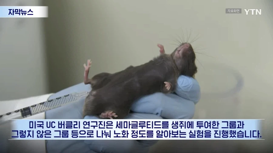 수명까지 늘었다...비만약 뜻밖의 효과_3.webp