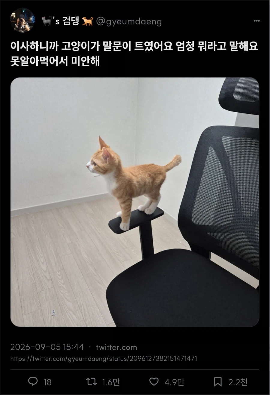 위풍당당 고양이_1.webp