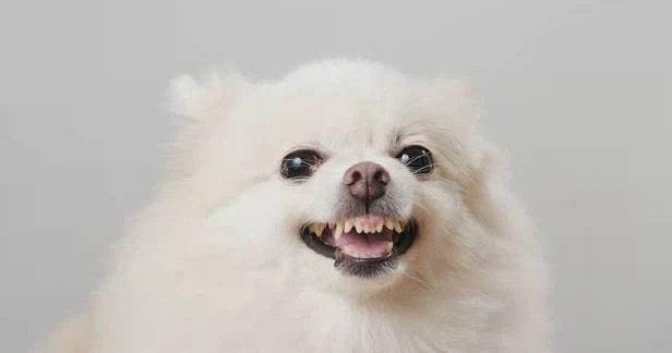 분노로 충만한 3대견종_1.webp