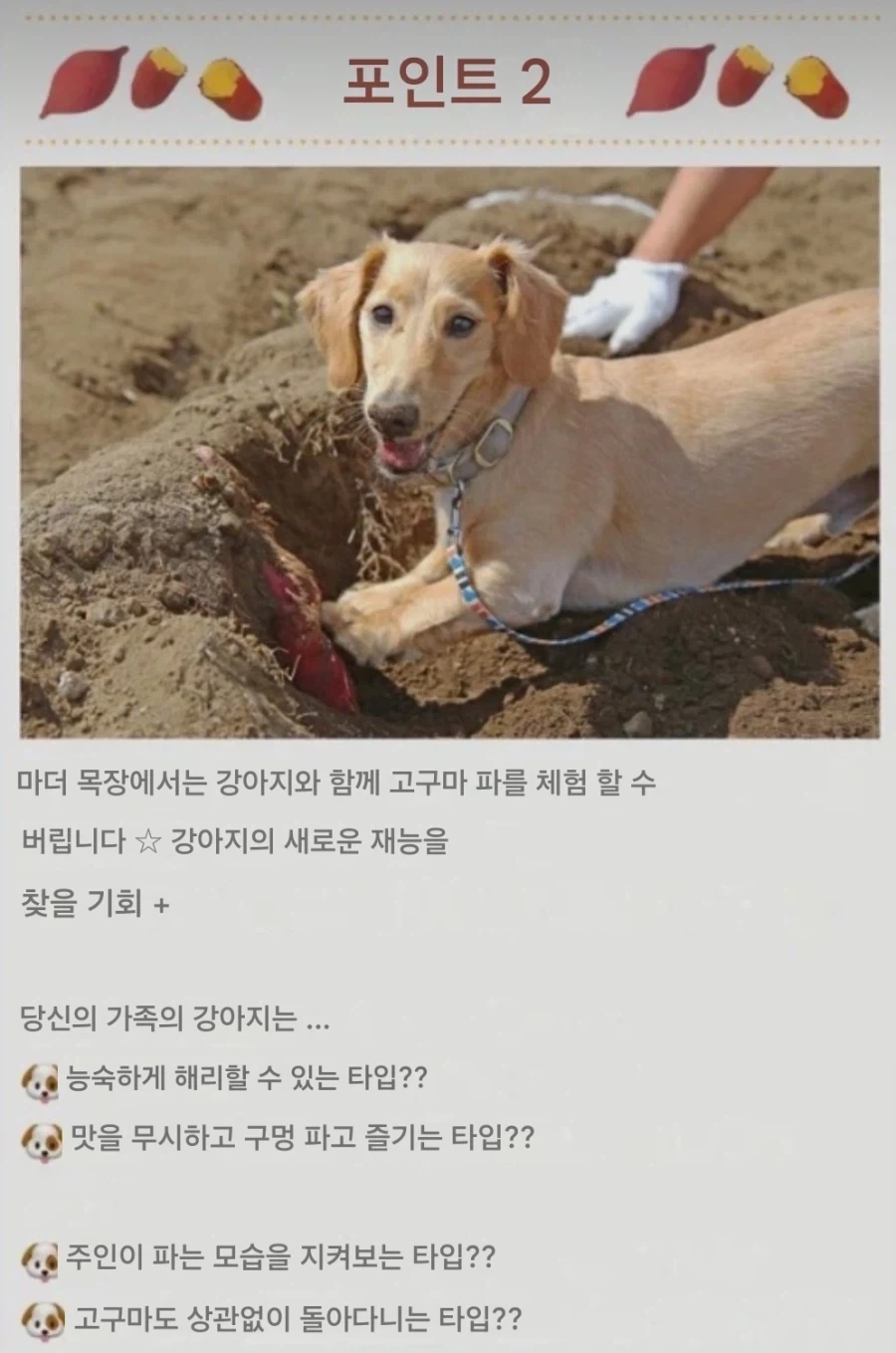 일본의 애완견과 고구마 캐는 농장.jpg_1.webp