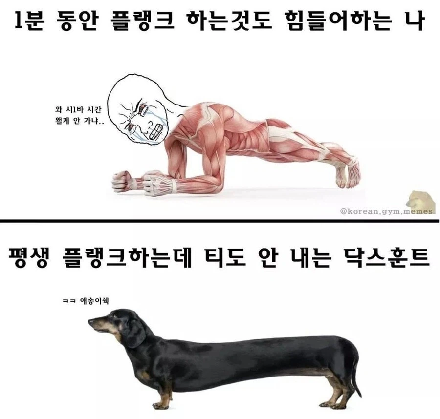 평생 플랭크만 하며 사는데도 안색 하나 안바뀌는 동물.jpg_1.webp