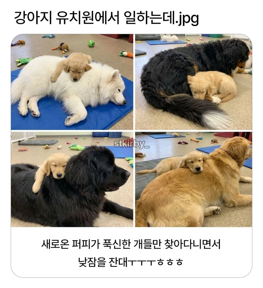 푹신한 아저씨가 좋은 갱얼쥐_1.webp