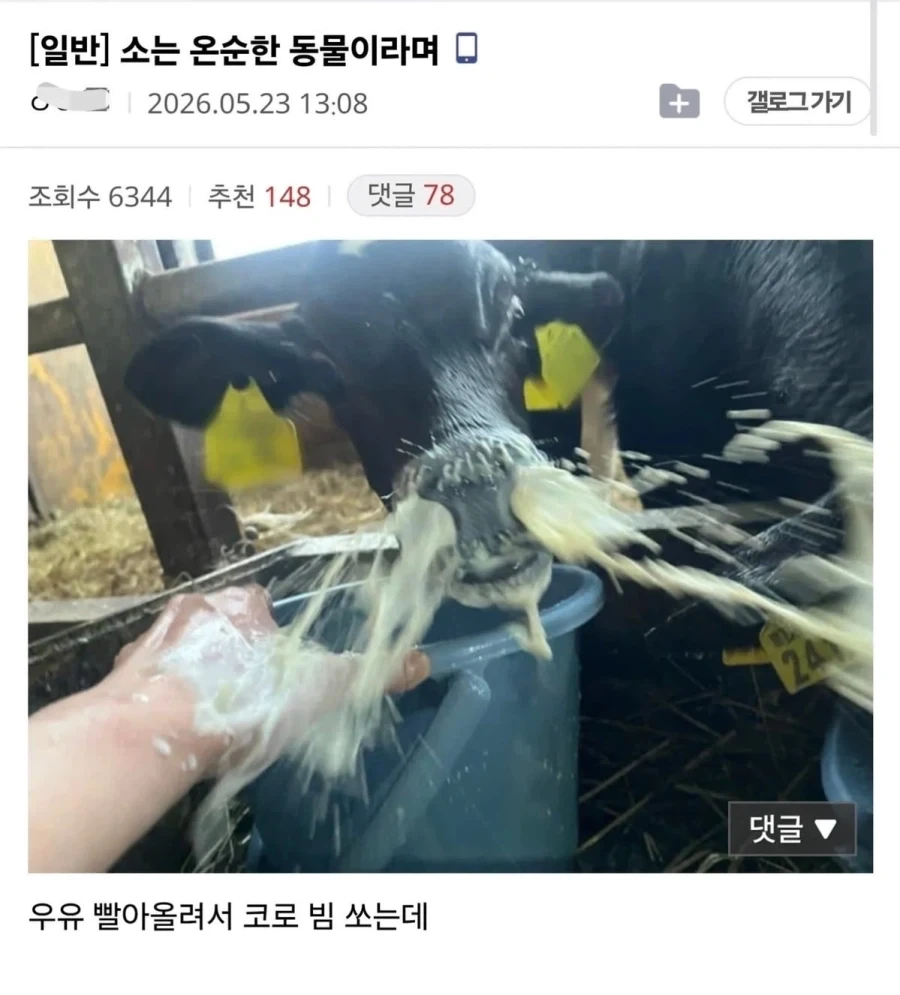 ??? : 소는 온순한 동물입니다_1.webp