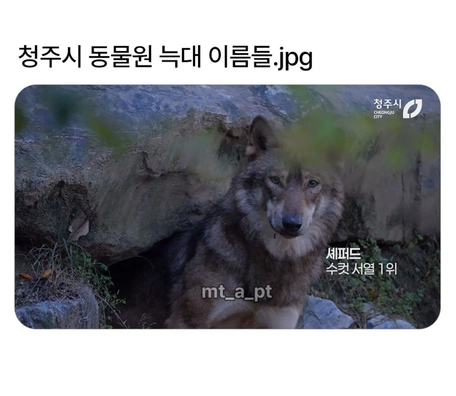 청주시 동물원 늑대들 이름..._1.webp