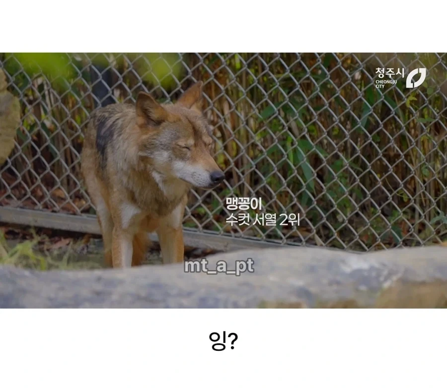 청주시 동물원 늑대들 이름..._2.webp