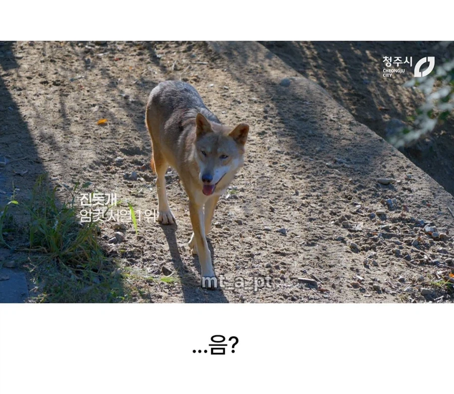 청주시 동물원 늑대들 이름..._3.webp